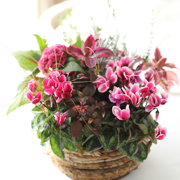 シクラメンのギャザリング寄せ植え ドライフラワー 木の実と葉っぱ