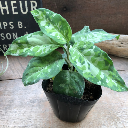 アグラオネマ ピクタム トリカラー♡迷彩柄♡観葉植物♡ アート