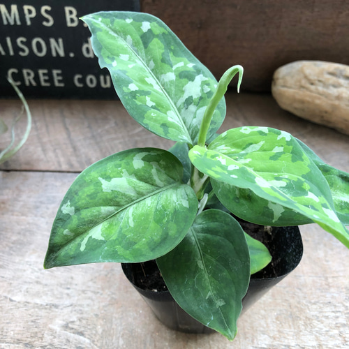 アグラオネマ ピクタム トリカラー♡迷彩柄♡観葉植物♡ アート