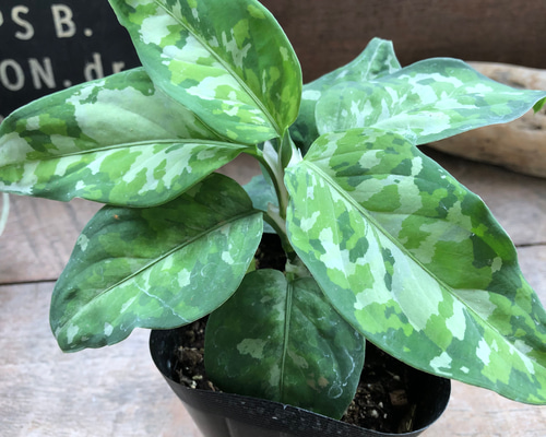 Amazon｜アグラオネマ ピクタム トリカラー 迷彩柄 観葉植物