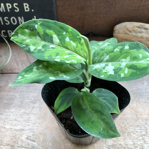 アグラオネマ ピクタム トリカラー♡迷彩柄♡観葉植物♡ アート