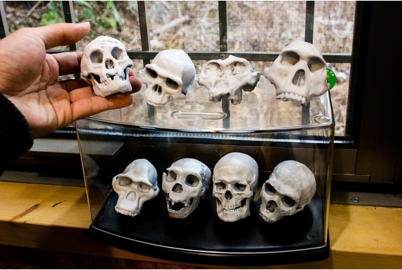 【特注品】ホモ属8点・長頭人セット