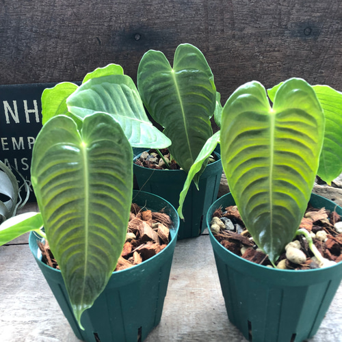 希少！ 観葉植物 アンスリウム ベイチー 5号吊り鉢 個体A 個体