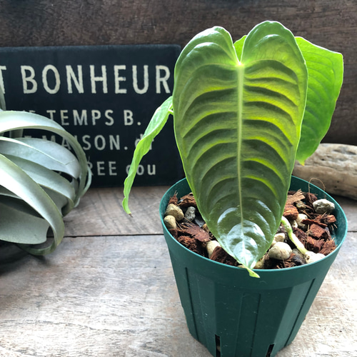 アンスリウム ベイチー 4号 吊り鉢 ① アンスリウム♡ベイチー♡4号ポット♡観葉植物♡希少♡ アートフラワー