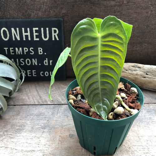 希少！ 観葉植物 アンスリウム ベイチー 5号吊り鉢 個体A 個体