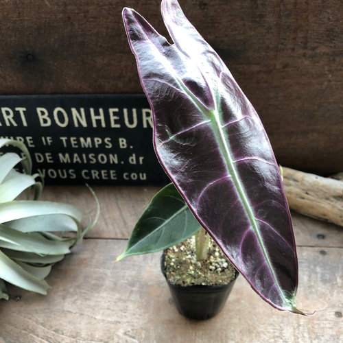 ロンギロバパープル♡アロカシア♡希少品種♡観葉植物♡ アート