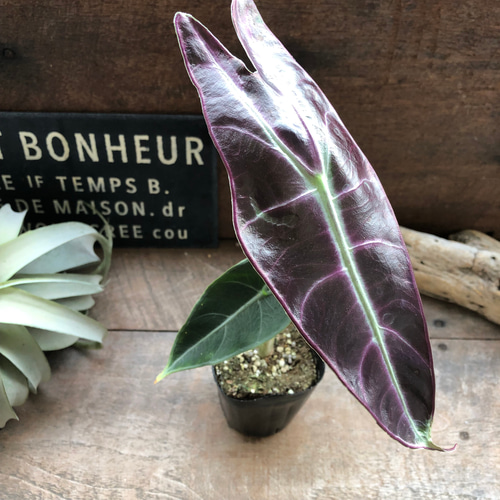 ロンギロバパープル♡アロカシア♡希少品種♡観葉植物♡ アート
