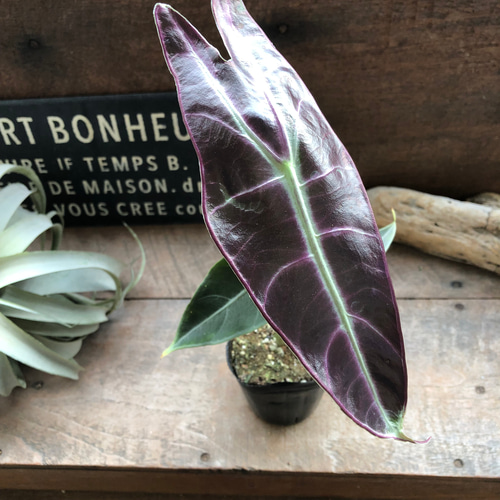 ロンギロバパープル♡アロカシア♡希少品種♡観葉植物♡ アート