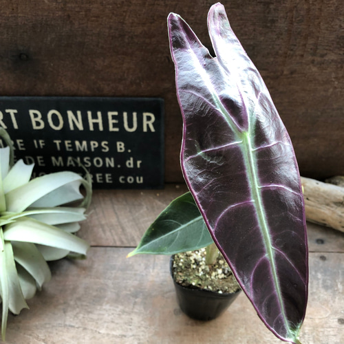 ロンギロバパープル♡アロカシア♡希少品種♡観葉植物♡ アート