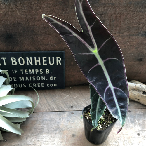 ロンギロバパープル♡アロカシア♡希少品種♡観葉植物♡ アート