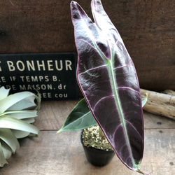 ロンギロバパープル♡アロカシア♡希少品種♡観葉植物♡ アート