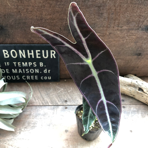 ロンギロバパープル♡アロカシア♡希少品種♡観葉植物♡ アート