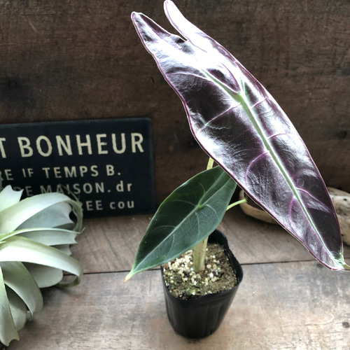 ロンギロバパープル♡アロカシア♡希少品種♡観葉植物♡ アート