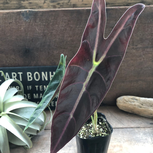 ロンギロバパープル♡アロカシア♡希少品種♡観葉植物♡ アート