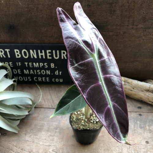 ロンギロバパープル♡アロカシア♡希少品種♡観葉植物♡ アート