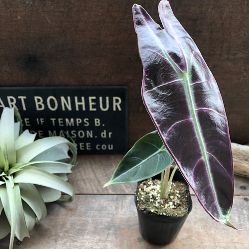 アロカシアロンギロバパープルベイン 9月中セール　フォロワー様価格 m47193166772_1.jpg?1755385837