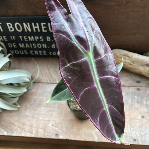 ロンギロバパープル♡アロカシア♡希少品種♡観葉植物♡ アート