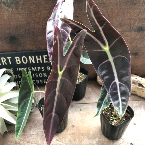 ロンギロバパープル♡アロカシア♡希少品種♡観葉植物♡ アート