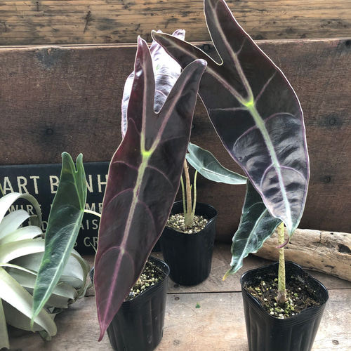 アロカシアロンギロバパープルベイン　フォロワー様還元品 アロカシアロンギロバパープルベイン フォロワー様還元品 アロカシア