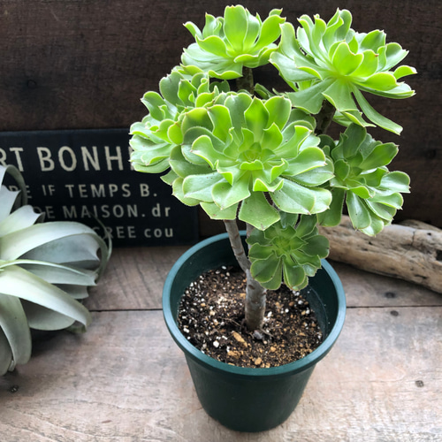 多肉植物 緑とピンクのロゼット型*3 2025年最新版】多肉植物