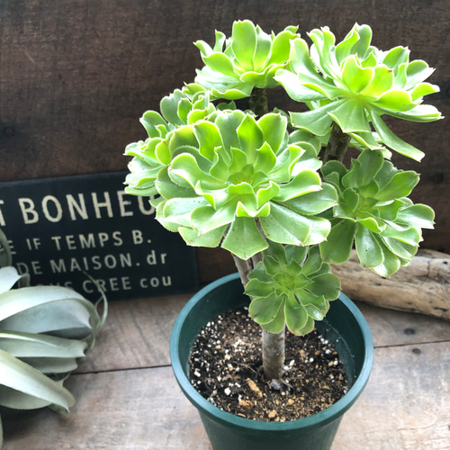 多肉植物 ロゼット型葉 鉢植え*2 多肉植物 ロゼット型葉 鉢植え*2