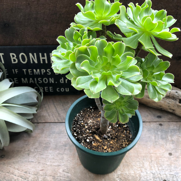 多肉植物 緑とピンクのロゼット型*3 多肉植物 ロゼット状 緑とピンク