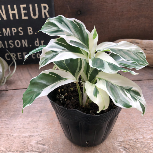 ホワイトフュージョン♡希少♡カラテア♡斑入り♡観葉植物♡ アート