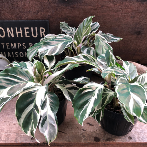 超希少❗️美白❗️ジャガランダ　斑入り✨ ホワイトフュージョン♡希少♡カラテア♡斑入り♡観葉植物♡ アート