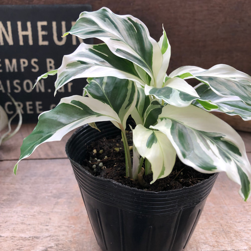 カラテア　ホワイトフュージョン　5号 超激レア）カラテア ホワイトフュージョン5号 観葉植物 NO8 園芸