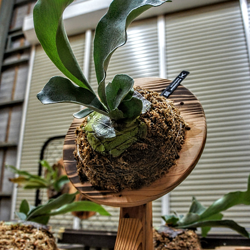 ビカクシダ スタンド その他インテリア雑貨 家具工房 空蝉 通販