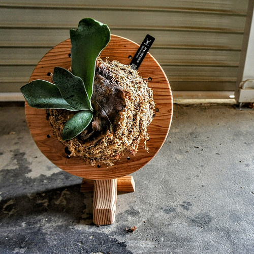 ビカクシダ スタンド その他インテリア雑貨 家具工房 空蝉 通販