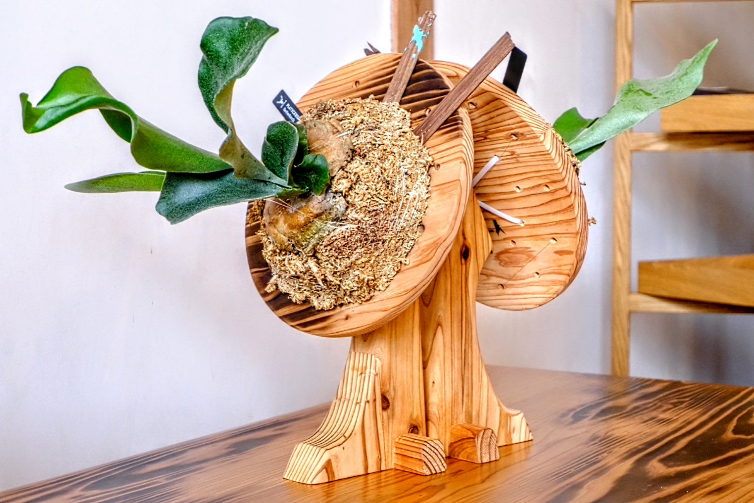 ビカクシダ　スタンド