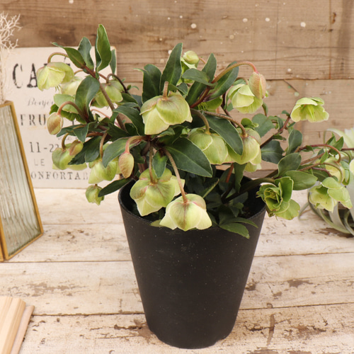 ◆大株◆希少！小輪ベル咲き！原種交配クリスマスローズ　早咲きウィンターベル 希少！小輪ベル咲き！原種交配クリスマスローズ 早咲き『ウィンター