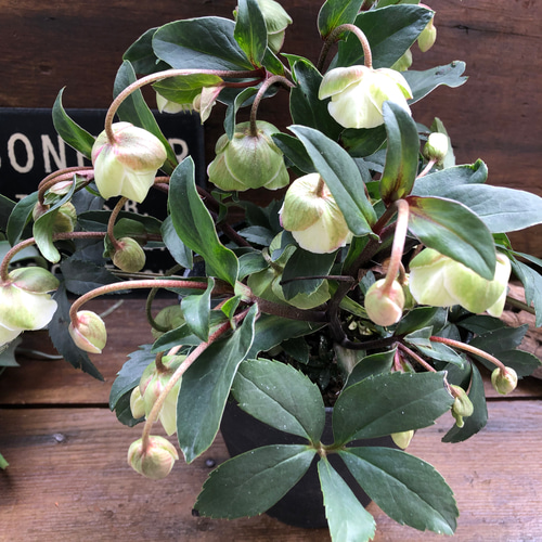 ウィンターベル♡希少♡クリスマスローズ♡小輪のベル咲き アート