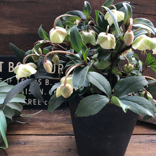 ウィンターベル♡希少♡クリスマスローズ♡小輪のベル咲き アート