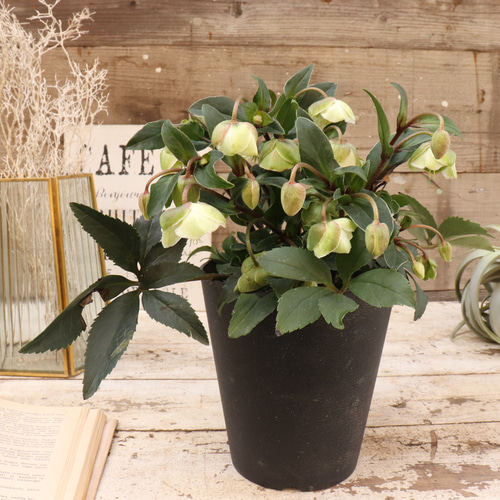 ウィンターベル♡希少♡クリスマスローズ♡小輪のベル咲き アート