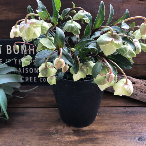 ウィンターベル♡希少♡クリスマスローズ♡小輪のベル咲き アート