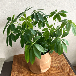 ディフェンバキア・スパークレス 観葉植物 お洒落なインテリアグリーン