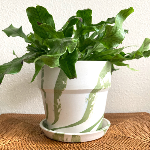 クロコダイルファーン 観葉植物 お洒落なインテリアグリーン その他