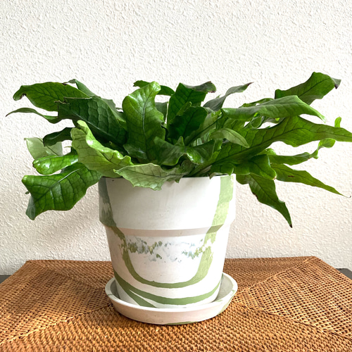 クロコダイルファーン 観葉植物 お洒落なインテリアグリーン その他