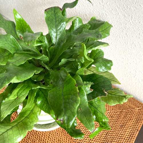 クロコダイルファーン 観葉植物 お洒落なインテリアグリーン その他