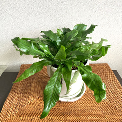 ディフェンバキア・スパークレス 観葉植物 お洒落なインテリアグリーン