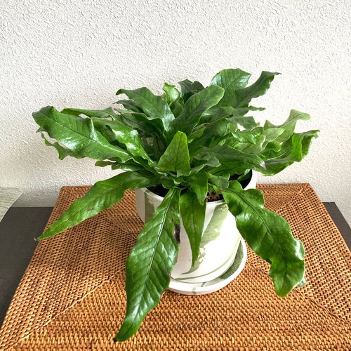 クロコダイルファーン 観葉植物 お洒落なインテリアグリーン その他