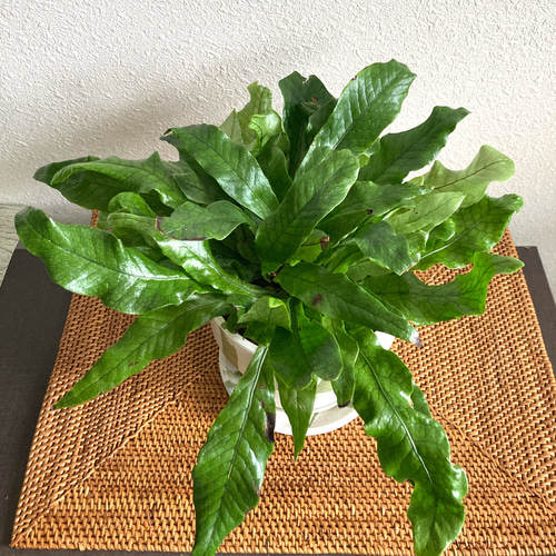 クロコダイルファーン 観葉植物 お洒落なインテリアグリーン その他