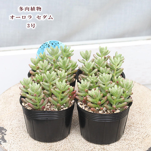 多肉植物 オーロラ セダム 3号 育てやすい 乾燥に強い 丈夫 紅葉する