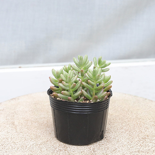 多肉植物 オーロラ セダム 3号 育てやすい 乾燥に強い 丈夫 紅葉