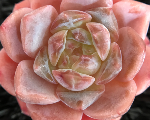 多肉植物 エケベリア 桜ミルクキャンディーhy 抜き苗 1株 多肉植物 愛