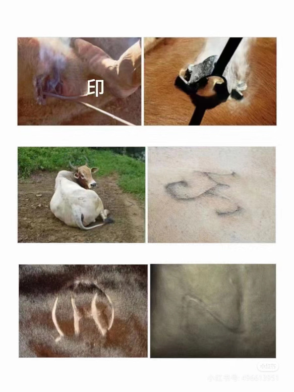 重要：ご購入する前の説明ー『天然本革の”傷”に関して』 4枚目の画像