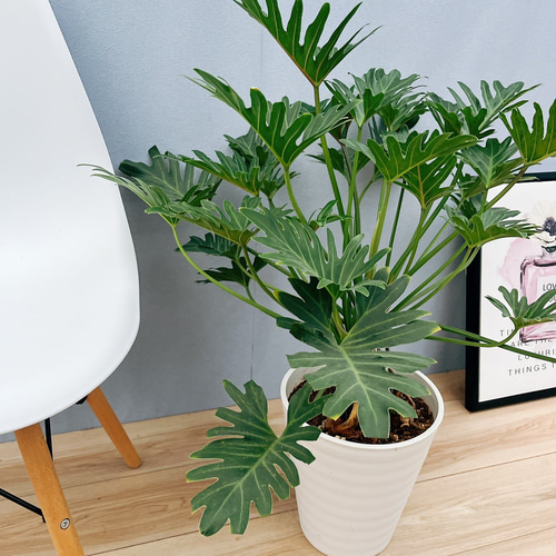 現品］【珍しい】90番 フィロデンドロン ジャイアントザナドゥ 幹