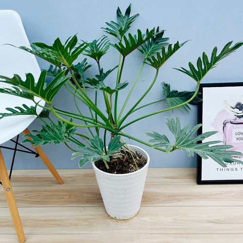 現品］【珍しい】92番 フィロデンドロン ジャイアントザナドゥ 幹